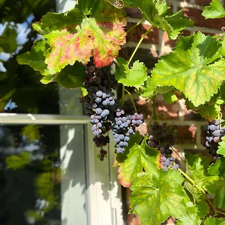 Mecklenbü Mit Teich, Kamin, Sauna Und Hotpott