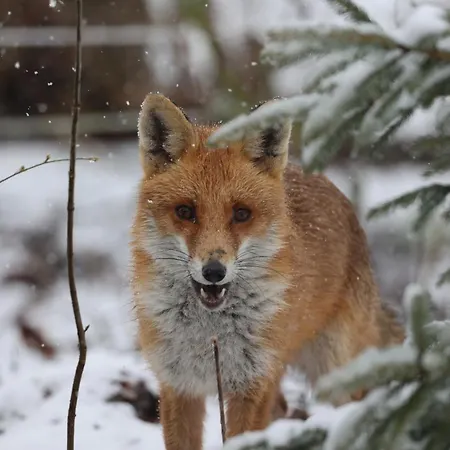 Apartment Mecklenbü Mit Teich, Kamin, Sauna Und Hotpott