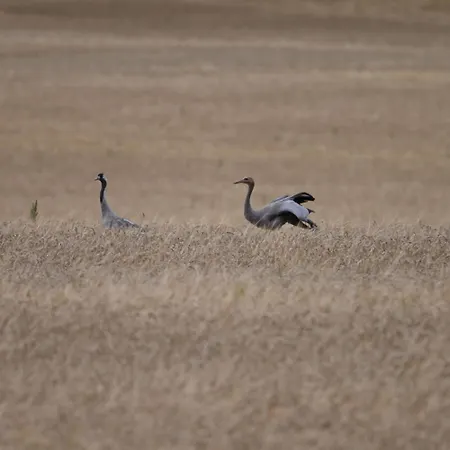 Apartment Mecklenbü Mit Teich, Kamin, Sauna Und Hotpott Dargun