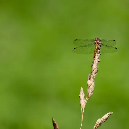 Apartment Mecklenbü Mit Teich, Kamin, Sauna Und Hotpott *