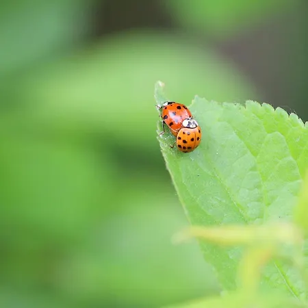 Apartment Mecklenbü Mit Teich, Kamin, Sauna Und Hotpott