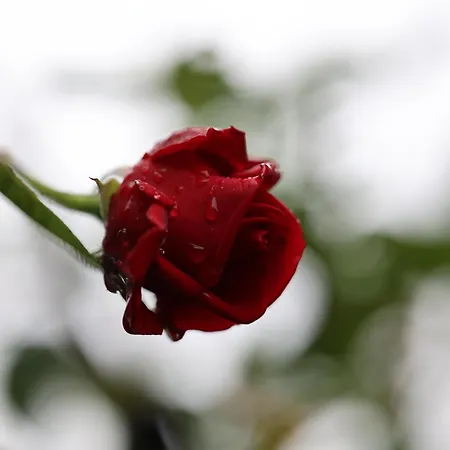 Mecklenbü Mit Teich, Kamin, Sauna Und Hotpott *